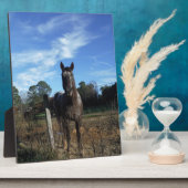 Melkchocolade bruinpaard in blauw fotoplaat (Zijkant)