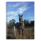 Melkchocolade bruinpaard in blauw notitieboek (Voorkant)