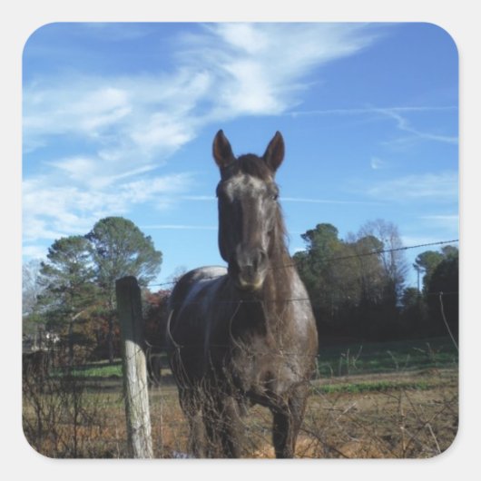 Melkchocolade bruinpaard in blauw vierkante sticker (Voorkant)