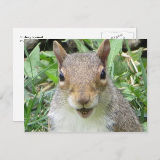 Melkeekhoorn Briefkaart (Voorkant / Achterkant)