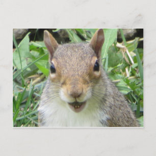 Melkeekhoorn Briefkaart