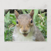 Melkeekhoorn Briefkaart (Voorkant)