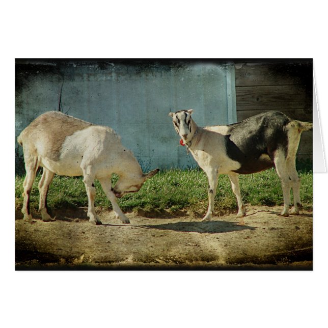 Melkgeiten (Voorkant Horizontaal)