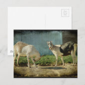 Melkgeiten Briefkaart (Voorkant / Achterkant)