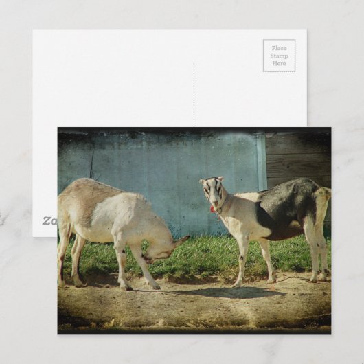Melkgeiten Briefkaart (Voorkant / Achterkant)