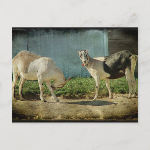 Melkgeiten Briefkaart
