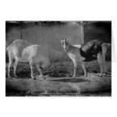 Melkgeiten in zwart-wit (Voorkant Horizontaal)