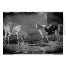 Melkgeiten in zwart-wit