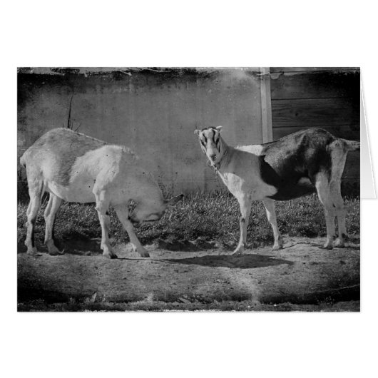 Melkgeiten in zwart-wit (Voorkant Horizontaal)