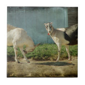 Melkgeiten Tegeltje (Voorkant)