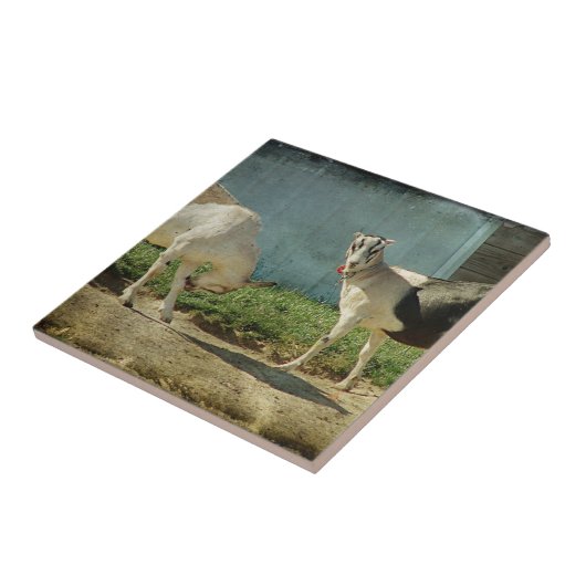 Melkgeiten Tegeltje (Zijkant)