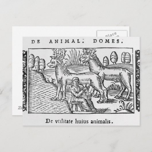 Melkherders Briefkaart (Voorkant / Achterkant)