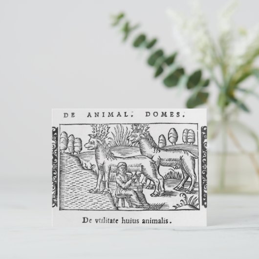 Melkherders Briefkaart (Staand voorkant)