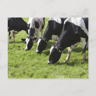 Melkhoudende koeien die grazen in weiden briefkaart