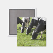 Melkhoudende koeien die grazen in weiden magneet (Voorkant / Achterkant)