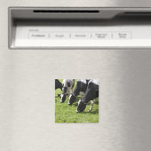 Melkhoudende koeien die grazen in weiden magneet (Insitu (Vaatwasser))