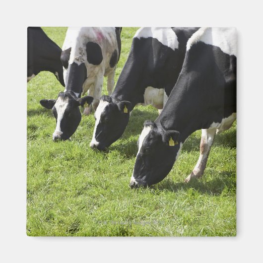 Melkhoudende koeien die grazen in weiden magneet (Voorkant)