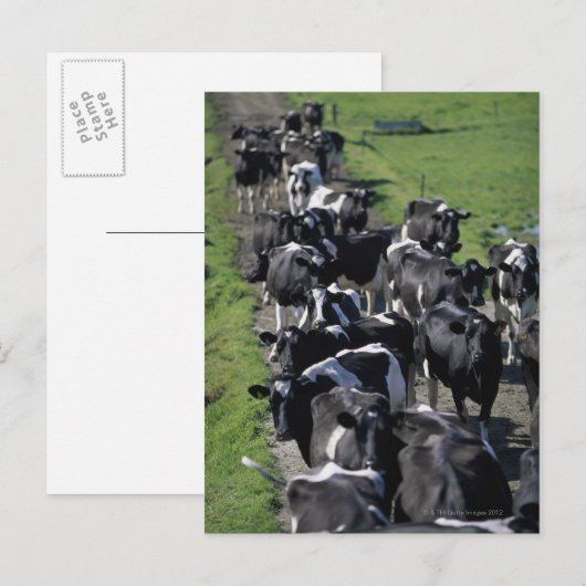 Melkhoudende koeien wachten op het melken briefkaart (Voorkant / Achterkant)