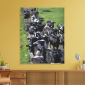 Melkhoudende koeien wachten op het melken canvas afdruk (Insitu (Woonkamer))