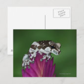 Melkkikker, Trachycephalus resinifictrix Briefkaart (Voorkant / Achterkant)
