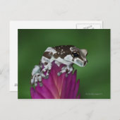 Melkkikker, Trachycephalus resinifictrix Briefkaart (Voorkant / Achterkant)