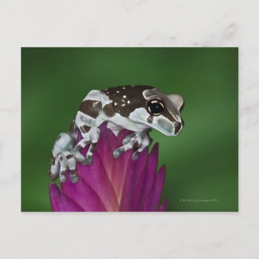 Melkkikker, Trachycephalus resinifictrix Briefkaart (Voorkant)