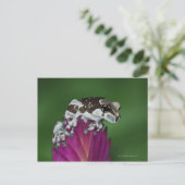 Melkkikker, Trachycephalus resinifictrix Briefkaart (Staand voorkant)