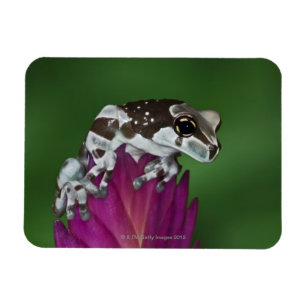 Melkkikker, Trachycephalus resinifictrix Magneet