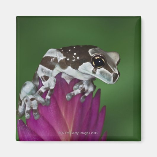Melkkikker, Trachycephalus resinifictrix Magneet (Voorkant)