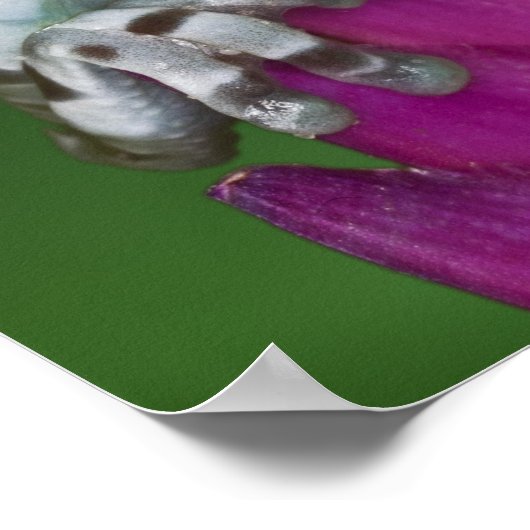 Melkkikker, Trachycephalus resinifictrix Poster (Hoek)