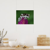 Melkkikker, Trachycephalus resinifictrix Poster (Keuken)