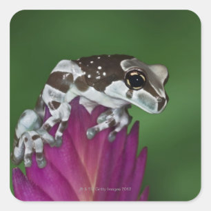 Melkkikker, Trachycephalus resinifictrix Vierkante Sticker