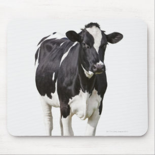 Melkkoe (Bos taurus) op witte achtergrond Muismat