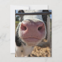 Melkkoe op een boerderij in Pennsylvania