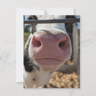 Melkkoe op een boerderij in Pennsylvania Notitiekaartje