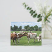 Melkkoeien die naar je Briefkaart kijken (Staand voorkant)