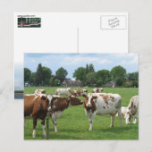 Melkkoeien die naar je Briefkaart kijken (Voorkant / Achterkant)