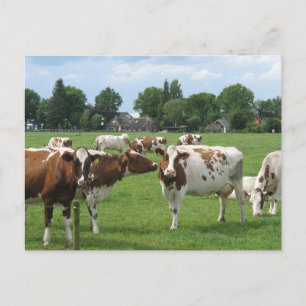 Melkkoeien die naar je Briefkaart kijken