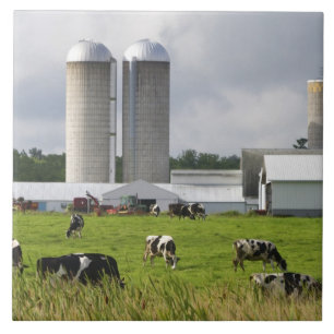 Melkkoeien en boerderij bij Taylor County Tegeltje