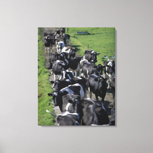 Melkkoeien wachten op het melken canvas afdruk