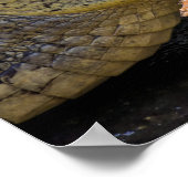 Melkkrokodil in Tortuguero - Costa Rica Poster (Hoek)