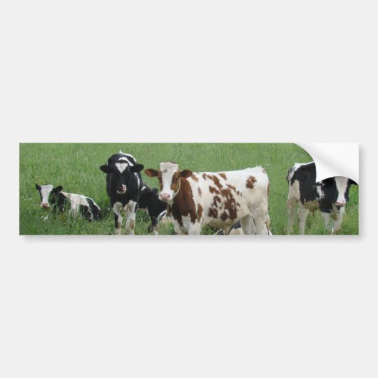 Melkmelk Koe op het Boerderij Bumpersticker (Voorkant)