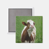 Melkmelk Koe op het Boerderij Magneet (Voorkant / Achterkant)