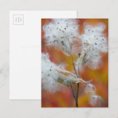 Melkrooszaad in het najaar, Canada Briefkaart (Voorkant / Achterkant)