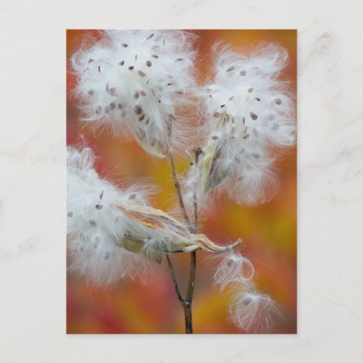 Melkrooszaad in het najaar, Canada Briefkaart (Voorkant)