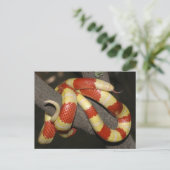 Melkslang Briefkaart (Staand voorkant)