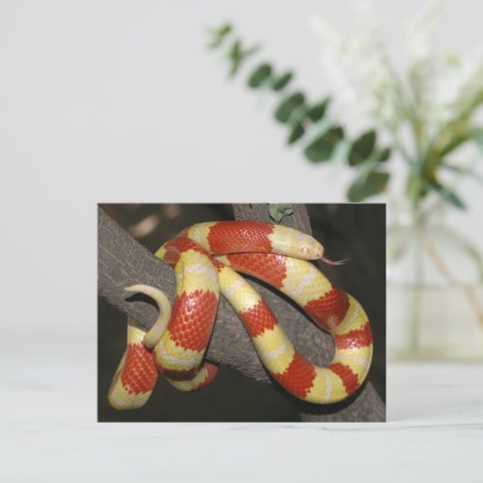 Melkslang Briefkaart (Staand voorkant)