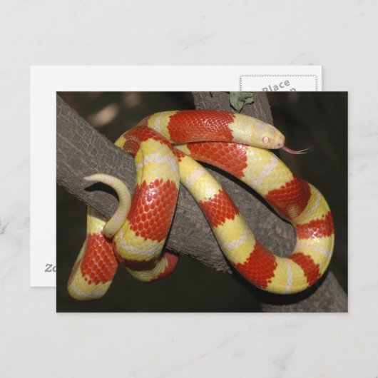 Melkslang Briefkaart (Voorkant / Achterkant)