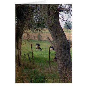 Melkvee in een pasta, alle keren begroet