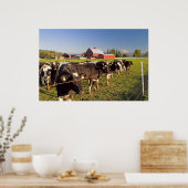 Melkvee, rode klontjes en montage Rainier Print (Keuken)